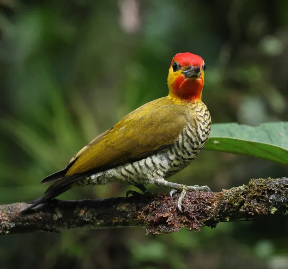 File:Piculus flavigula 391845923.jpg