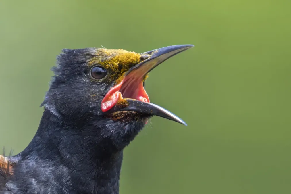 File:North Island saddleback (Philesturnus rufusater) head Tiritiri Matangi.jpg