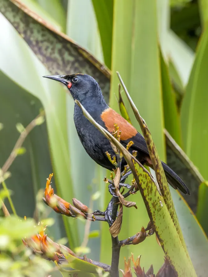 File:North Island saddleback (Philesturnus rufusater) Tiritiri Matangi.jpg