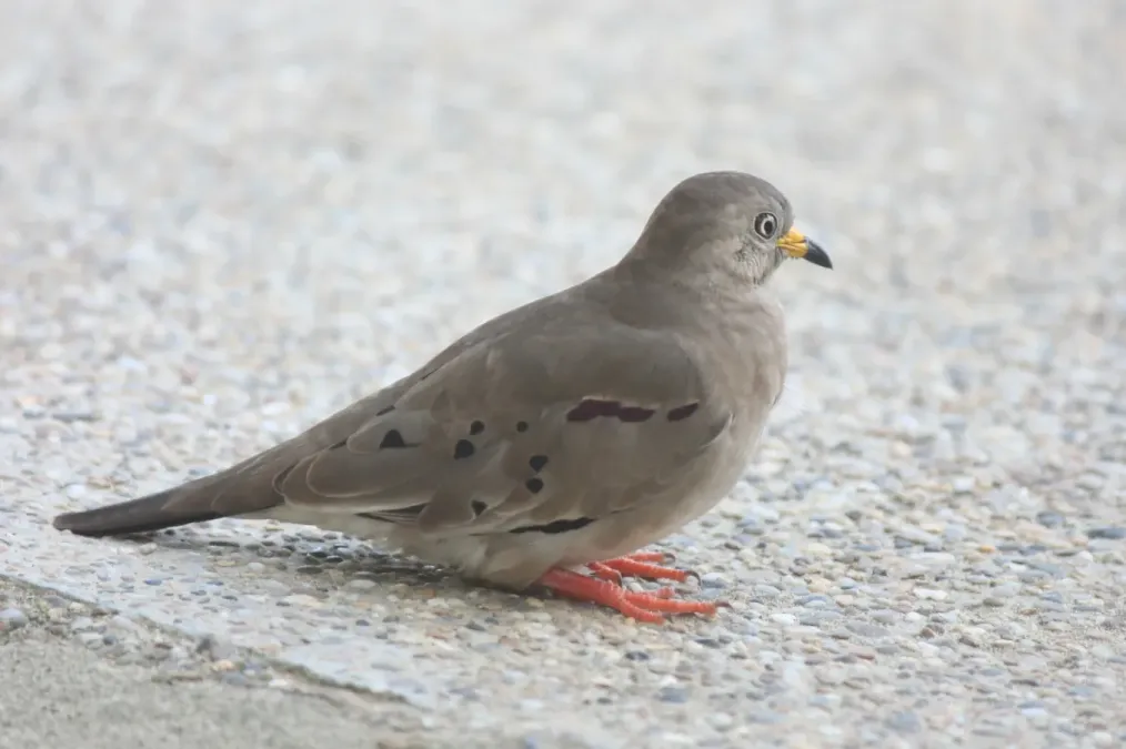 File:Columbina cruziana 257009951.jpg