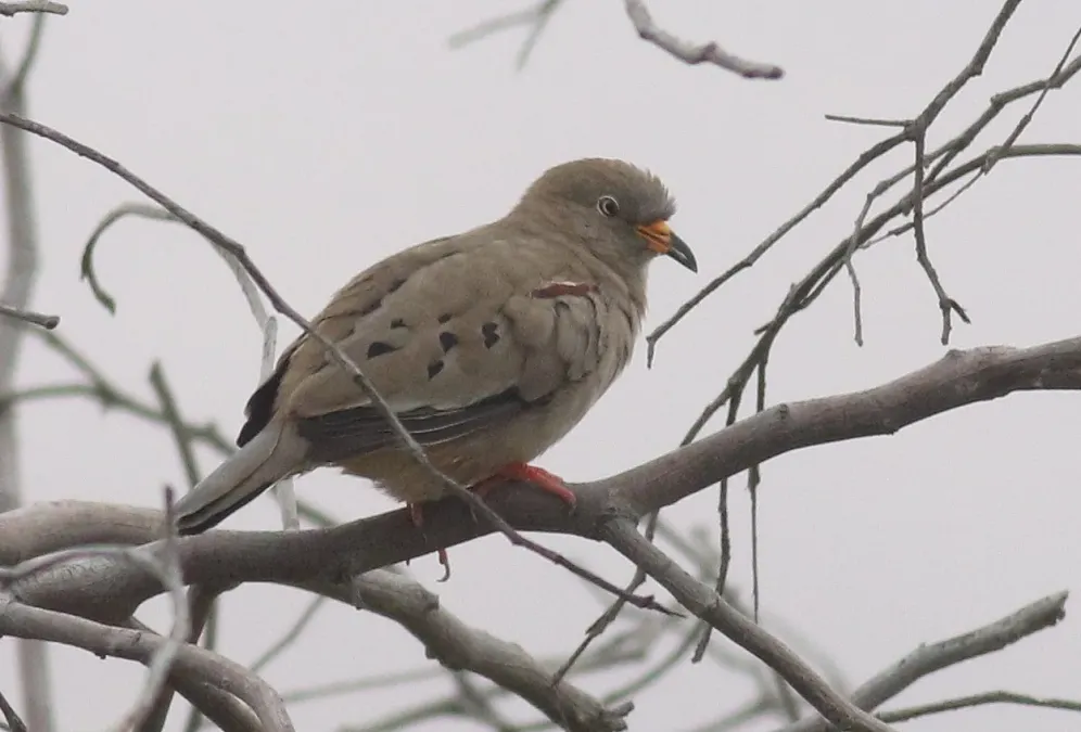 File:Columbina cruziana 348463862.jpg