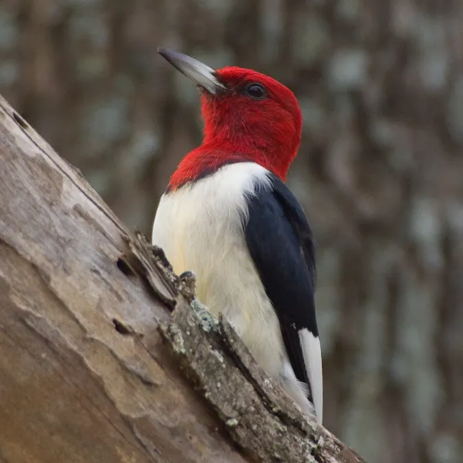 File:Melanerpes erythrocephalus 433596433.jpg