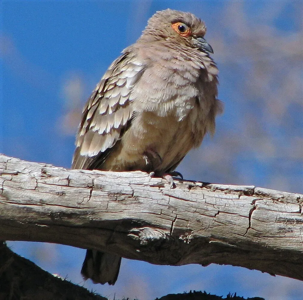 File:Metriopelia ceciliae 242975566.jpg