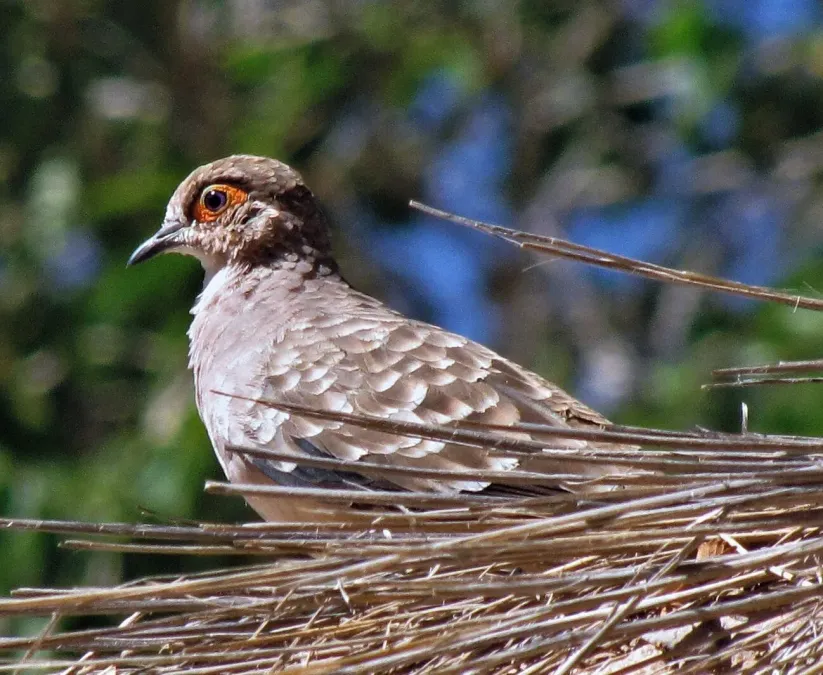 File:Metriopelia ceciliae 242976219.jpg