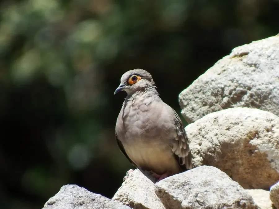 File:Metriopelia ceciliae 59794685.jpg