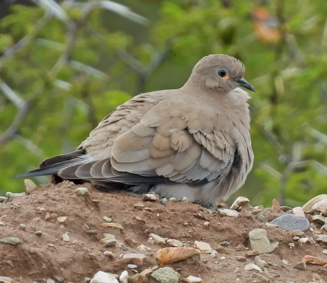File:Metriopelia melanoptera 357981887.jpg