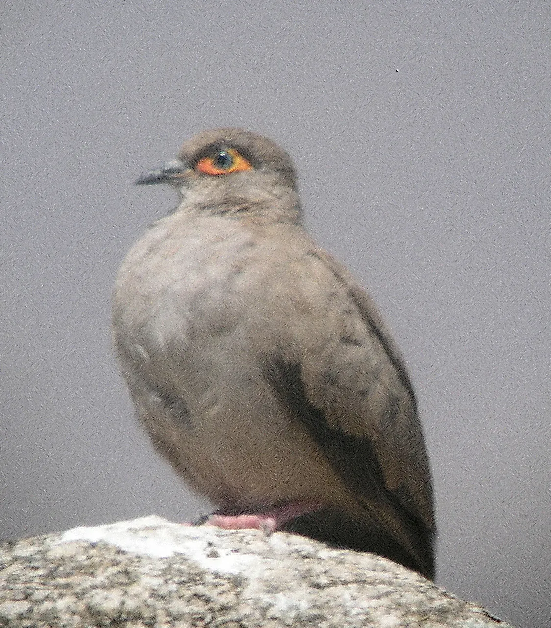 File:Metriopelia morenoi 14206281.jpg