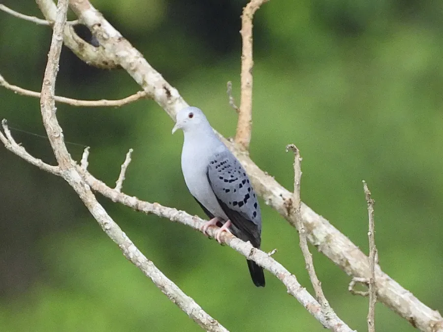 File:Claravis pretiosa 288735291.jpg