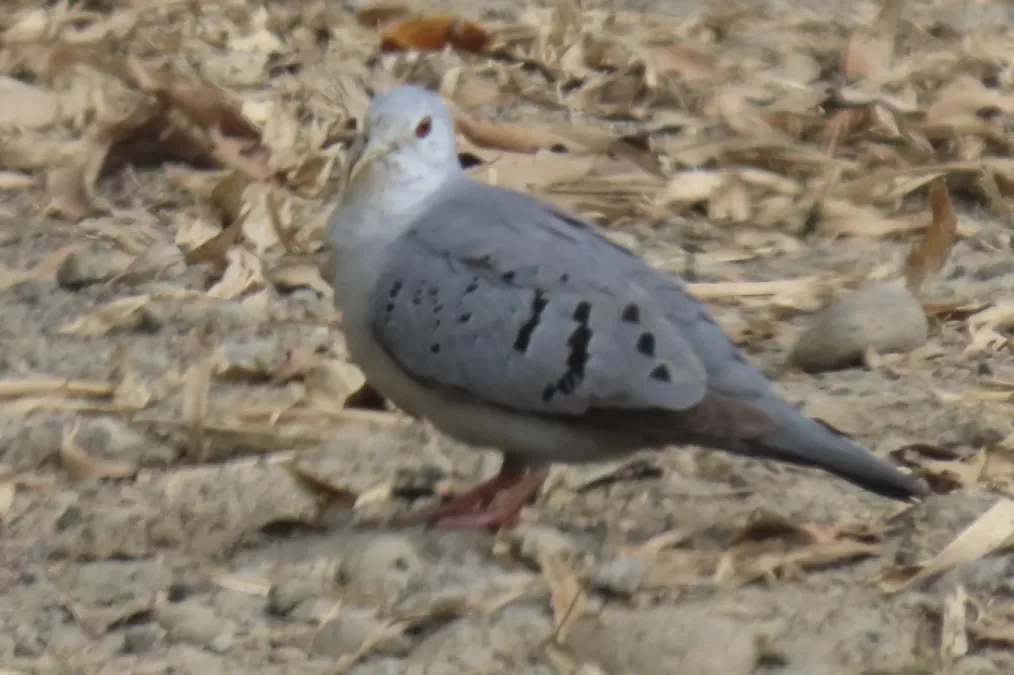 File:Claravis pretiosa 347248032.jpg