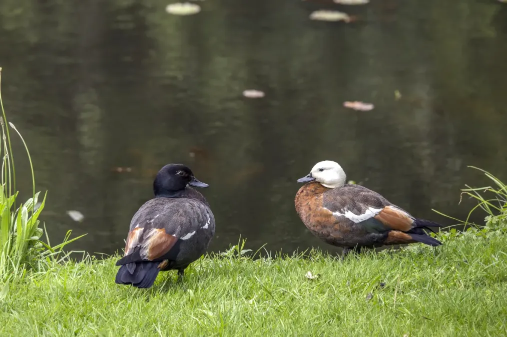 File:Paradise shelducks (Tadorna variegata) male and female Waitakere.jpg