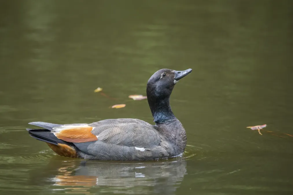File:Paradise shelduck (Tadorna variegata) male Waitakere.jpg