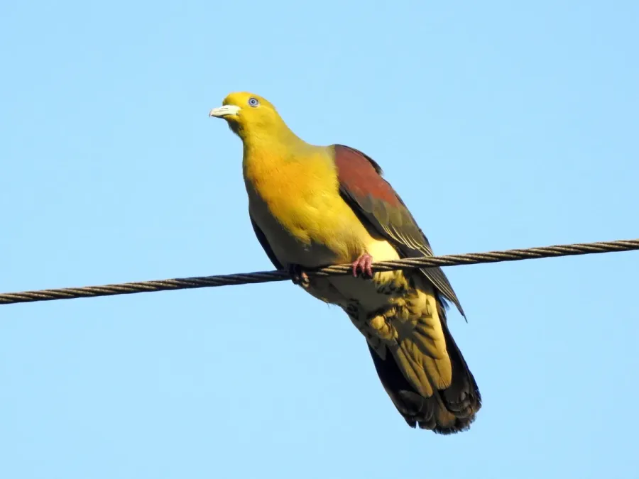 File:Treron sieboldii 91964408.jpg