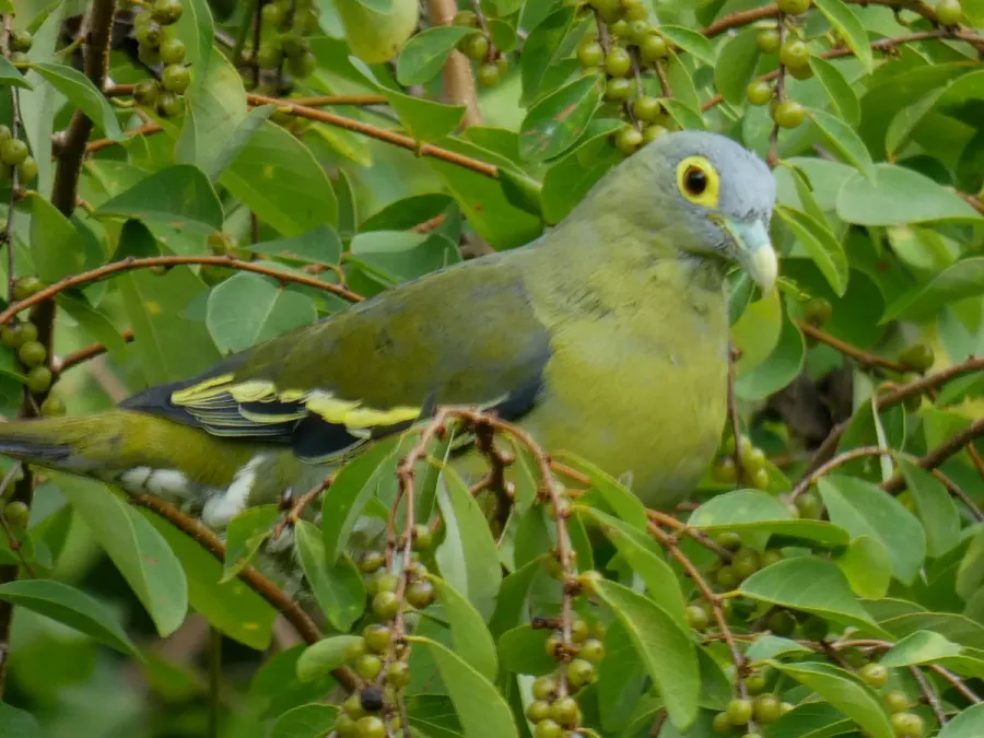 File:Treron griseicauda 218127998.jpg