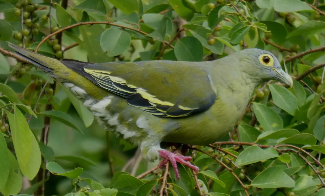 File:Treron griseicauda 218127855.jpg