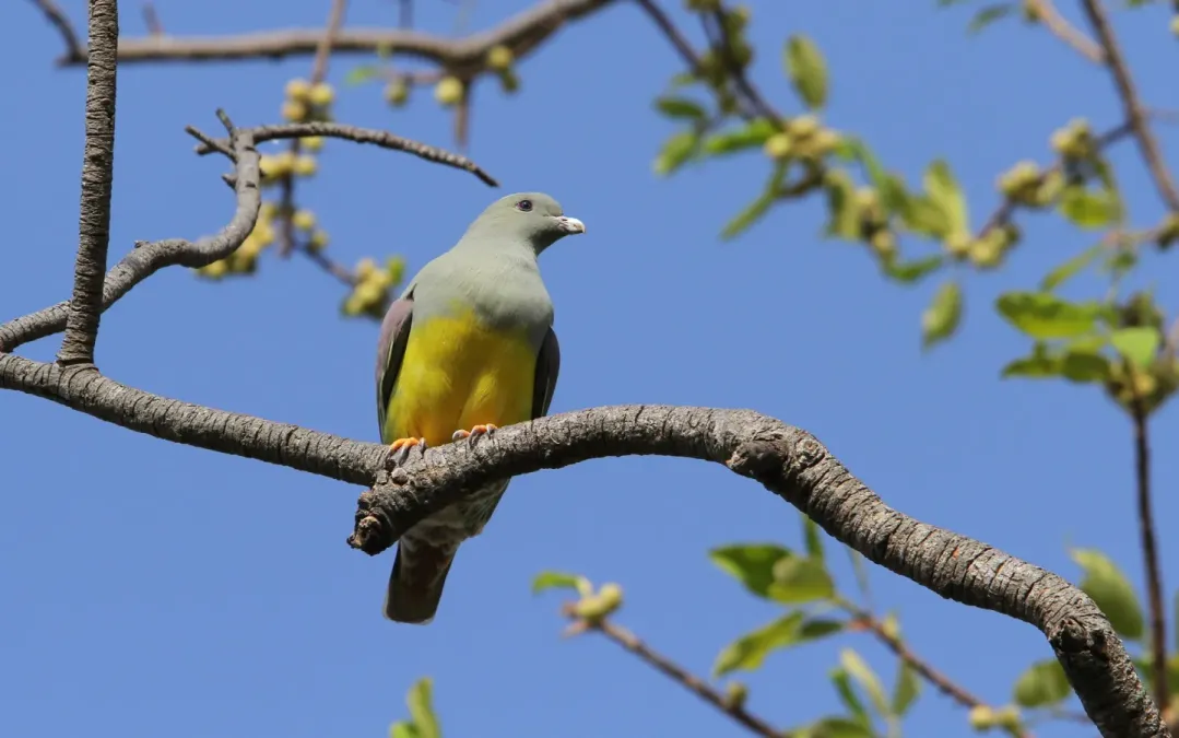 File:Treron waalia 95590450.jpg