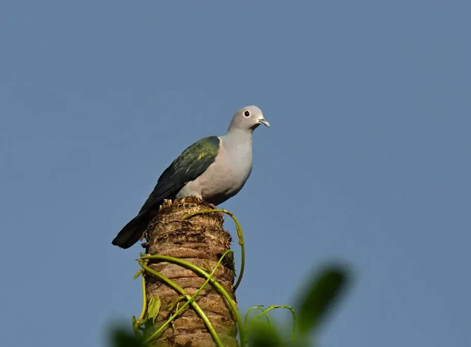File:Ducula aenea 303541787.jpg