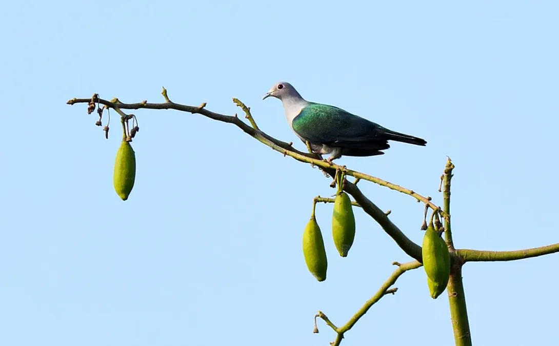 File:Ducula aenea 360494932.jpg