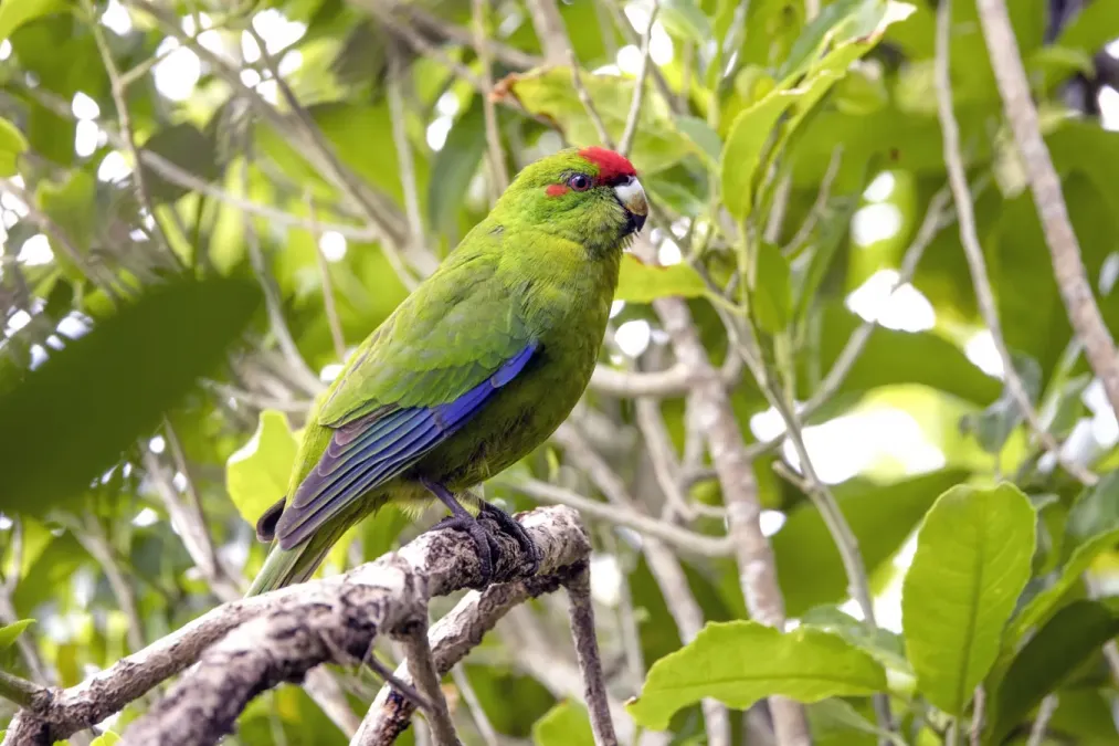 File:Red-crowned parakeet (Cyanoramphus novaezelandiae) Tiritiri Matangi.jpg