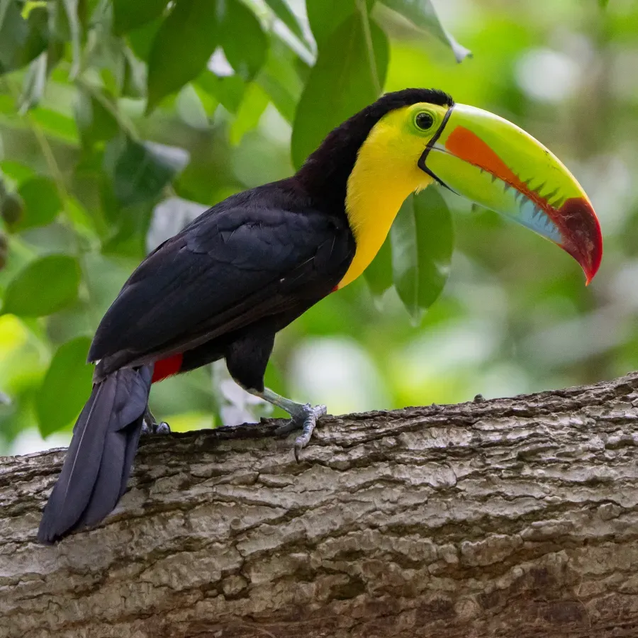 File:Ramphastos sulfuratus, Cerro Ancon Reserve, Panama City 395958583.jpg