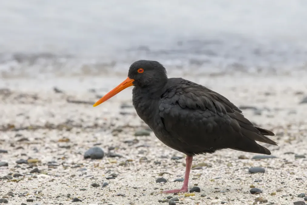 File:Variable oystercatcher (Haematopus unicolor) Tiritiri Matangi.jpg