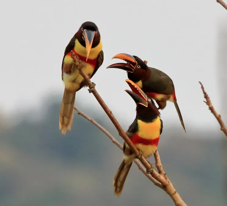 File:Pteroglossus castanotis 426879996.jpg