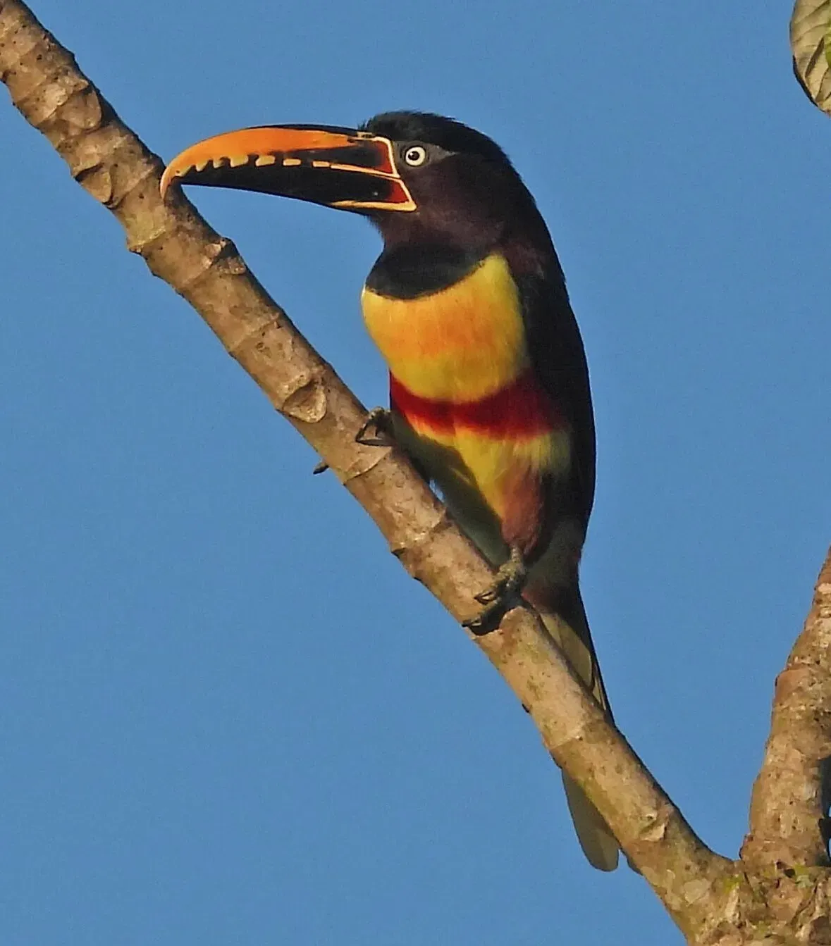 File:Pteroglossus castanotis 381955348.jpg