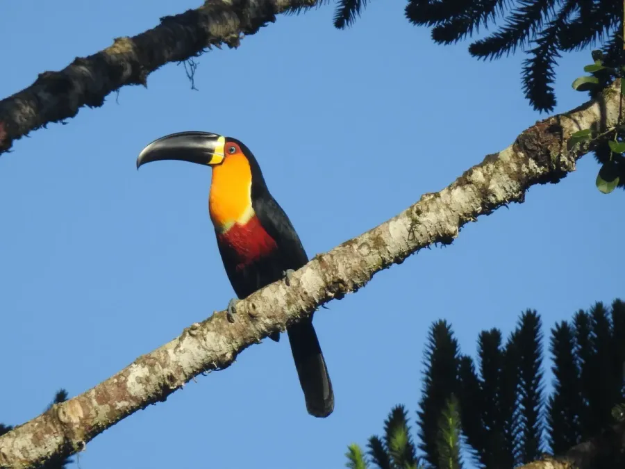 File:Ramphastos vitellinus 380835500.jpg