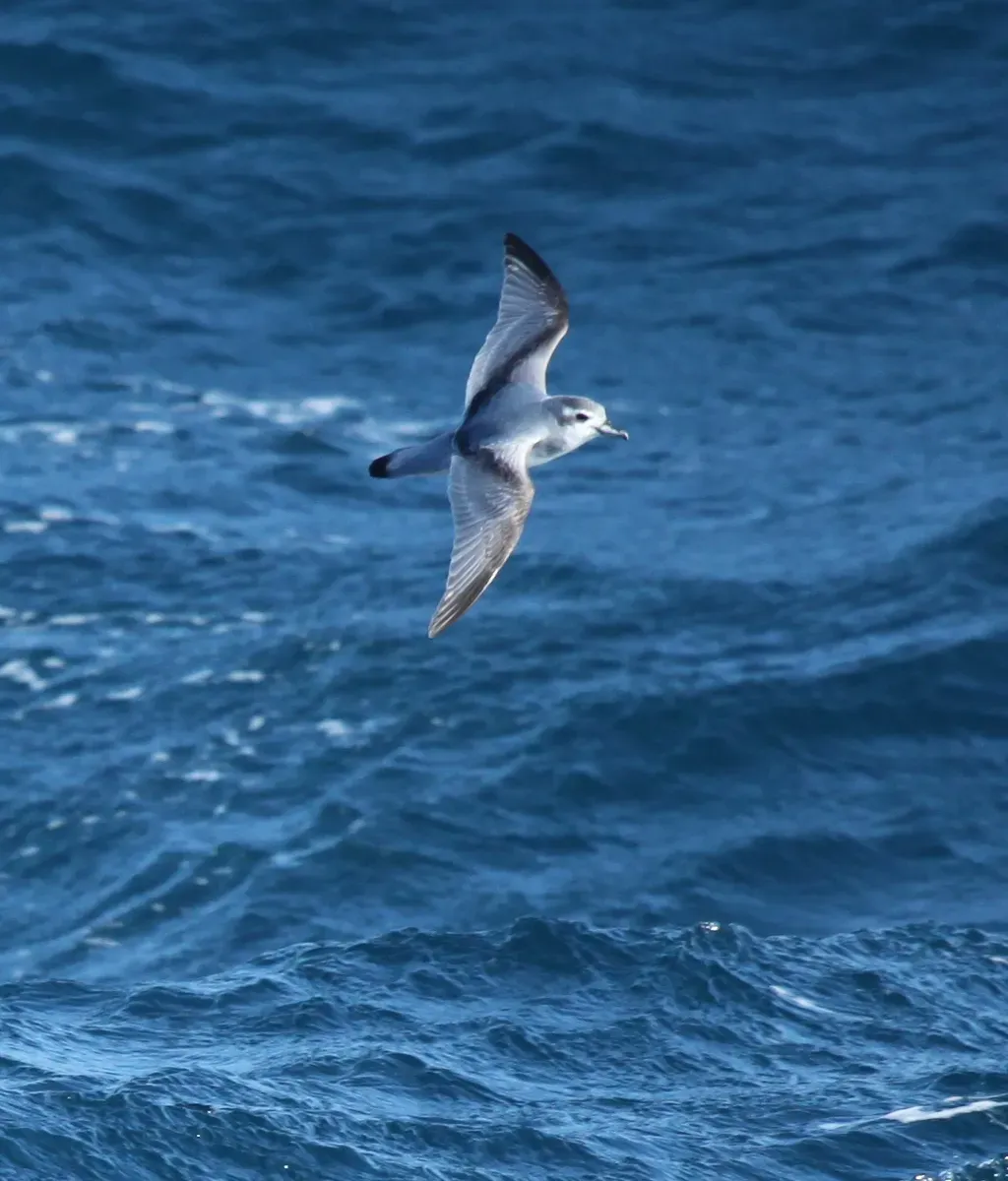File:Pachyptila desolata -South Atlantic -flying-8.jpg