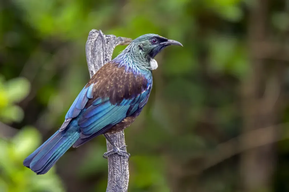 File:Tui (Prosthemadera novaeseelandiae) Tiritiri Matangi 2.jpg