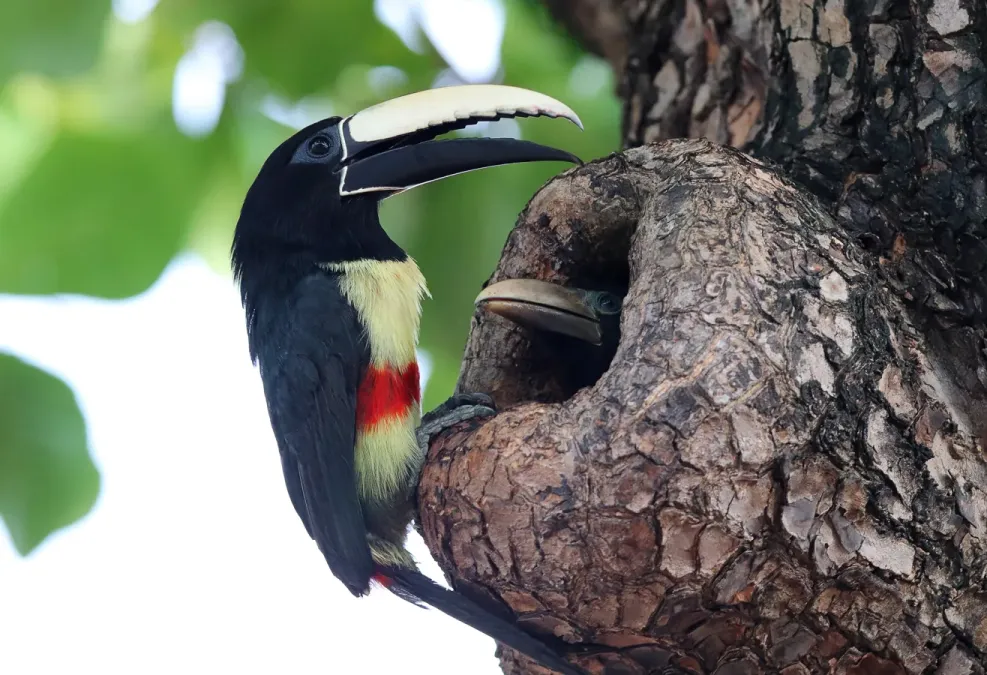 File:Pteroglossus aracari 252098938.jpg