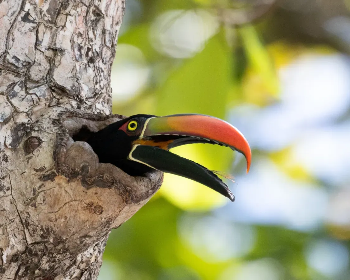 File:Pteroglossus frantzii 266731497.jpg
