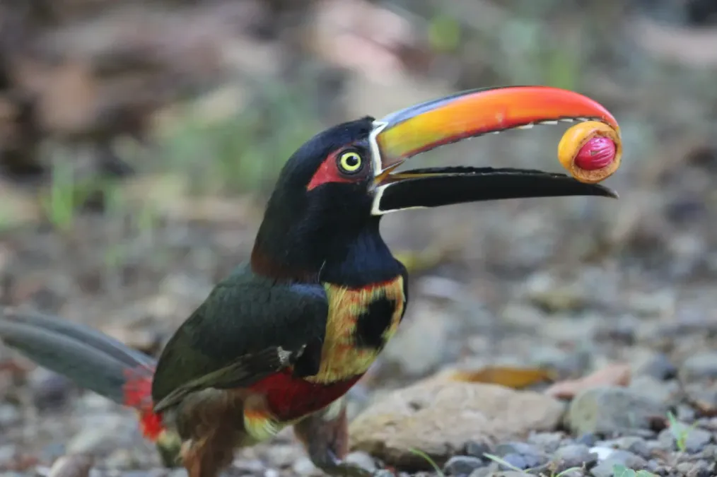 File:Pteroglossus frantzii 63525725.jpg