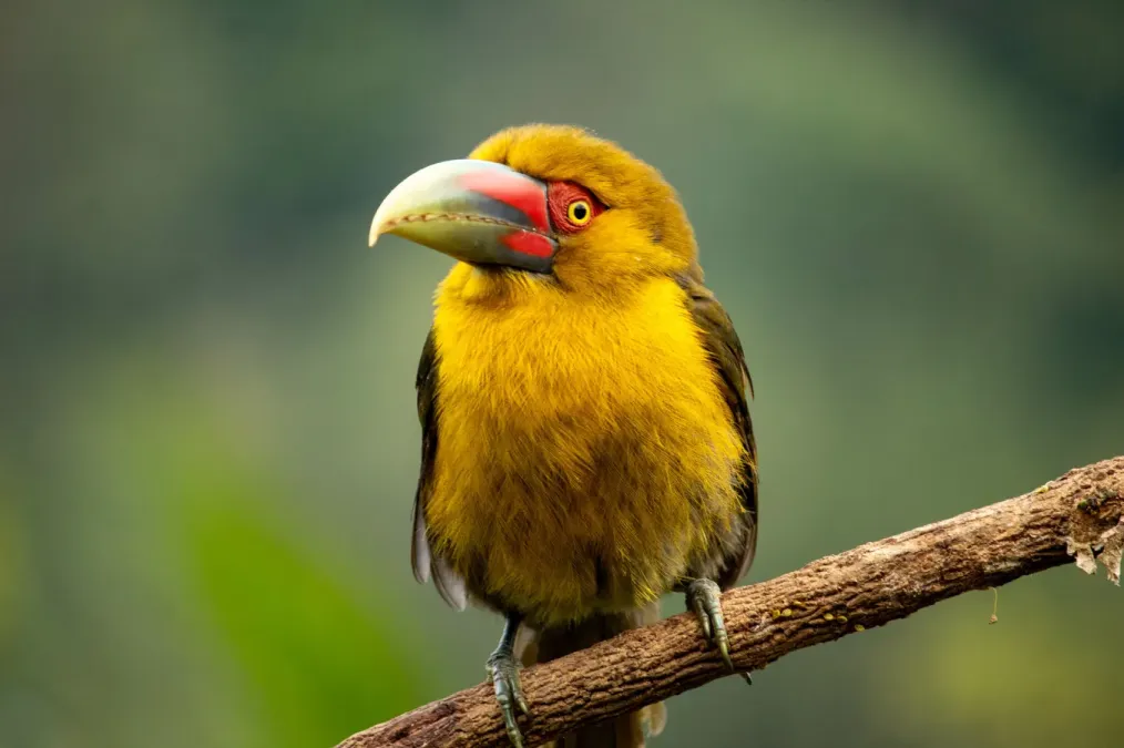 File:Pteroglossus bailloni 420591809.jpg