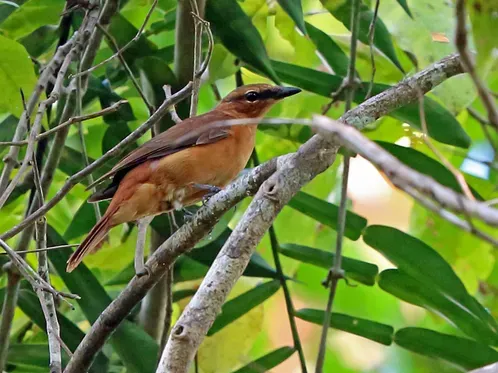 File:Edolisoma melas Black Cicadabird (female); Baim, Papua, Indonesia (cropped).jpg