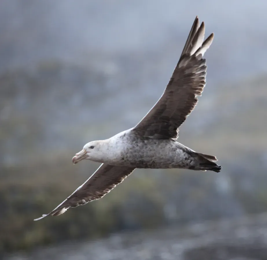File:Macronectes halli -Godthul, South Georgia, British Overseas Territories, UK -flying-8.jpg