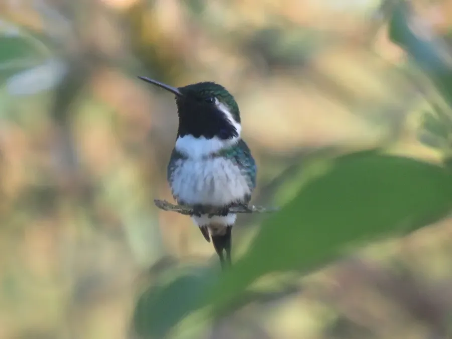 File:Chaetocercus berlepschi 35533145 (cropped).jpg