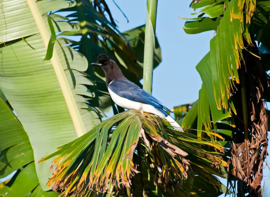 File:Cyanocorax cristatellus -Piraju, Sao Paulo, Brazil-8.jpg