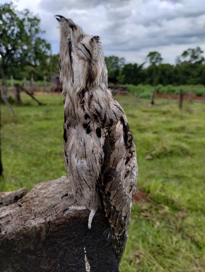File:Urutaú (Nyctibius aethereus) en Ruiz de Montoya (Provincia de Misiones, Argentina) 03.jpg