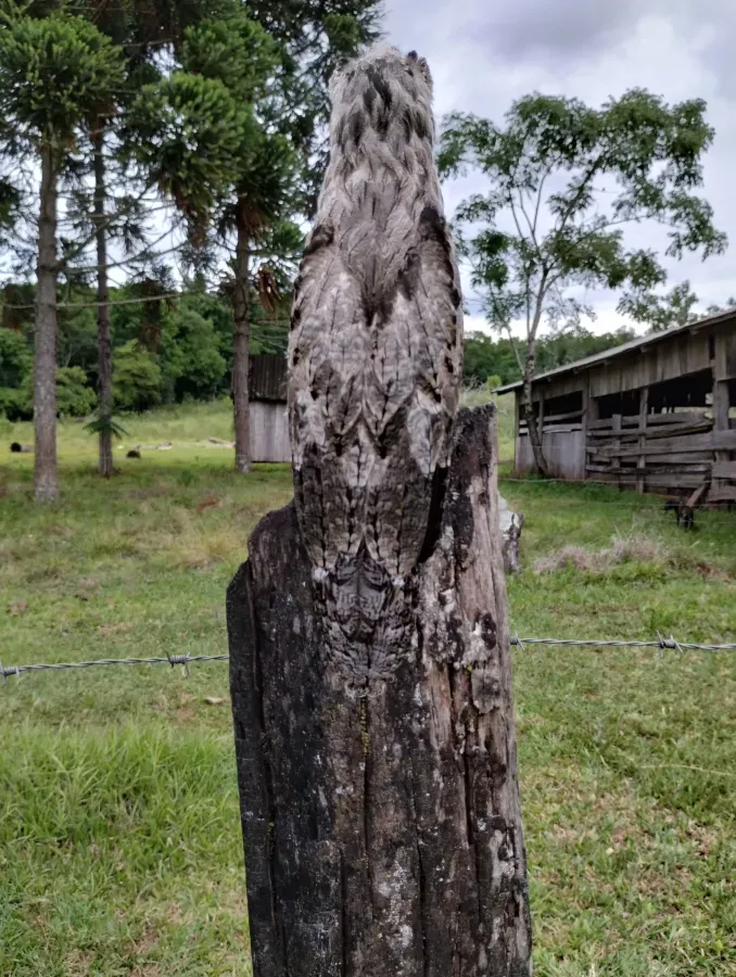 File:Urutaú (Nyctibius aethereus) en Ruiz de Montoya (Provincia de Misiones, Argentina) 06.jpg