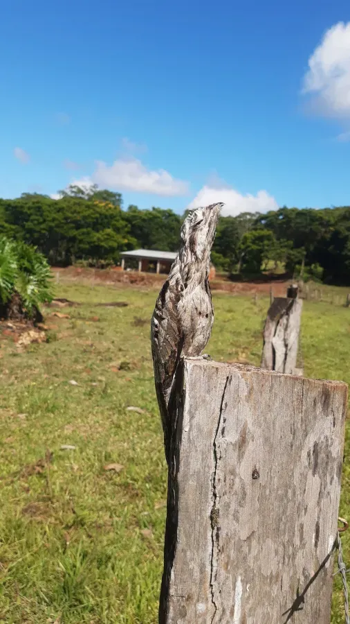 File:Urutaú (Nyctibius aethereus) en Ruiz de Montoya (Provincia de Misiones, Argentina) 08.jpg