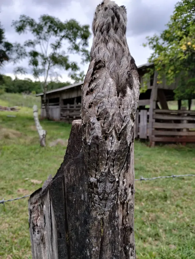 File:Urutaú (Nyctibius aethereus) en Ruiz de Montoya (Provincia de Misiones, Argentina) 09.jpg