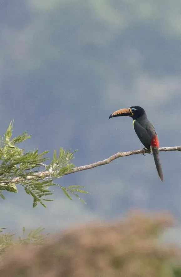 File:Pteroglossus inscriptus 341482673.jpg
