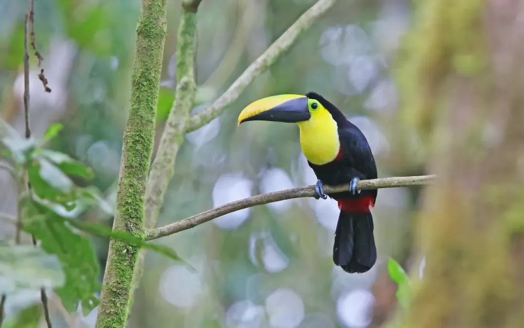 File:Ramphastos brevis 104817611.jpg