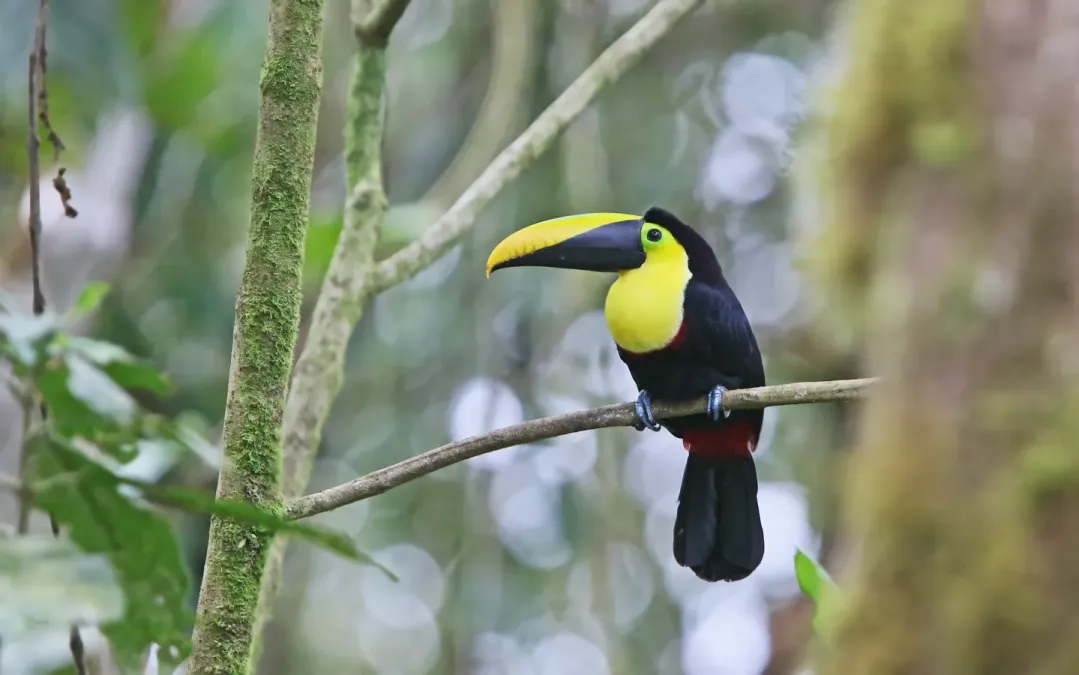 File:Ramphastos brevis 104817623.jpg