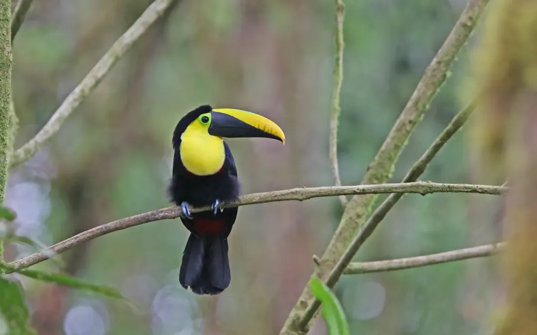 File:Ramphastos brevis 104817684.jpg