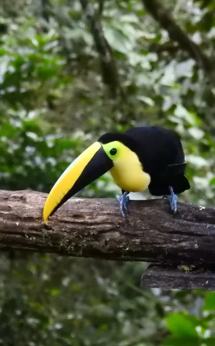 File:Ramphastos brevis 57825113.jpg