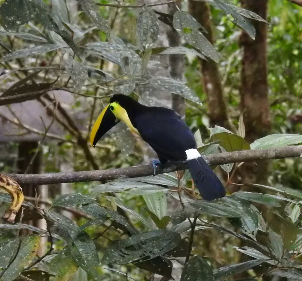 File:Ramphastos brevis 57825172.jpg