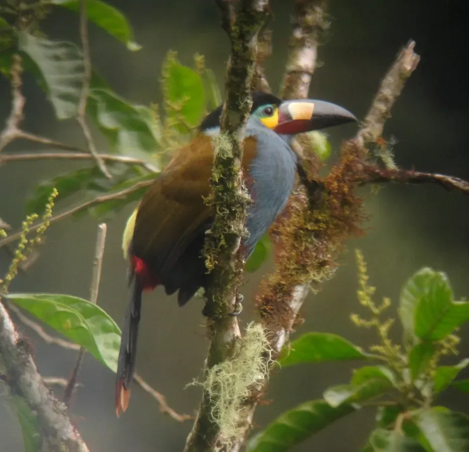 File:Andigena laminirostris -Tandayapa, Ecuador-8.jpg