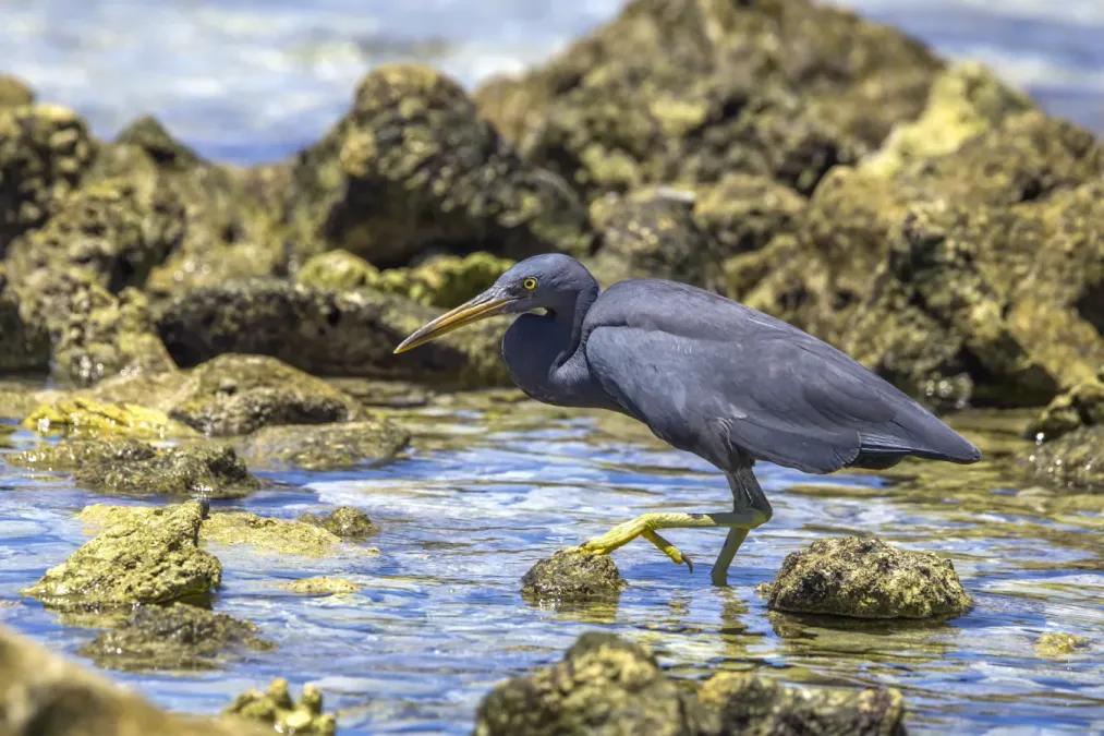 File:Pacific reef heron (Egretta sacra) dark morph Rarotonga.jpg