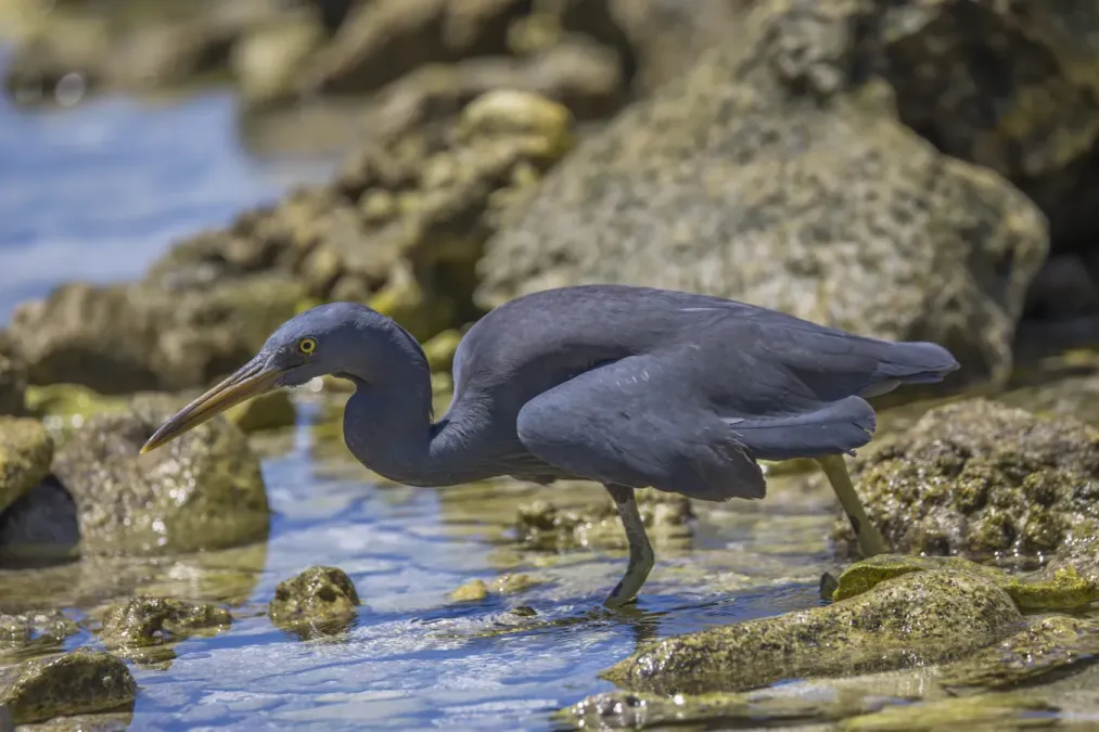 File:Pacific reef heron (Egretta sacra) dark morph Rarotonga 2.jpg